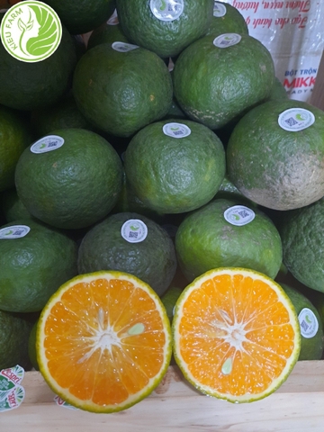 Cam Sành Hiếu Liêm - Kiều Farm
