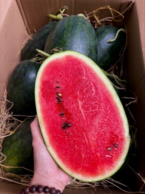 Dưa Hấu Hắc Mỹ Nhân - Kiều Farm