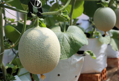 Dưa Lưới - Kiều Farm