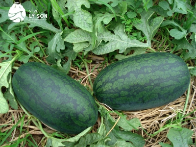 Dưa Hấu Hắc Mỹ Nhân - Kiều Farm