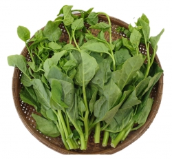 Rau Mồng Tơi