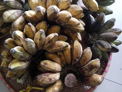 Chuối Sáp