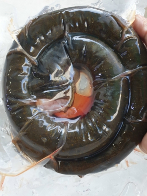 Lươn Đồng